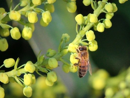 Bron: Pixabay – Honingbij op Mahonia bloemen